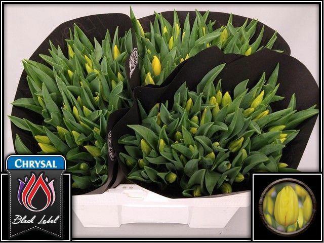 50x Tulipa strong gold en 40cm