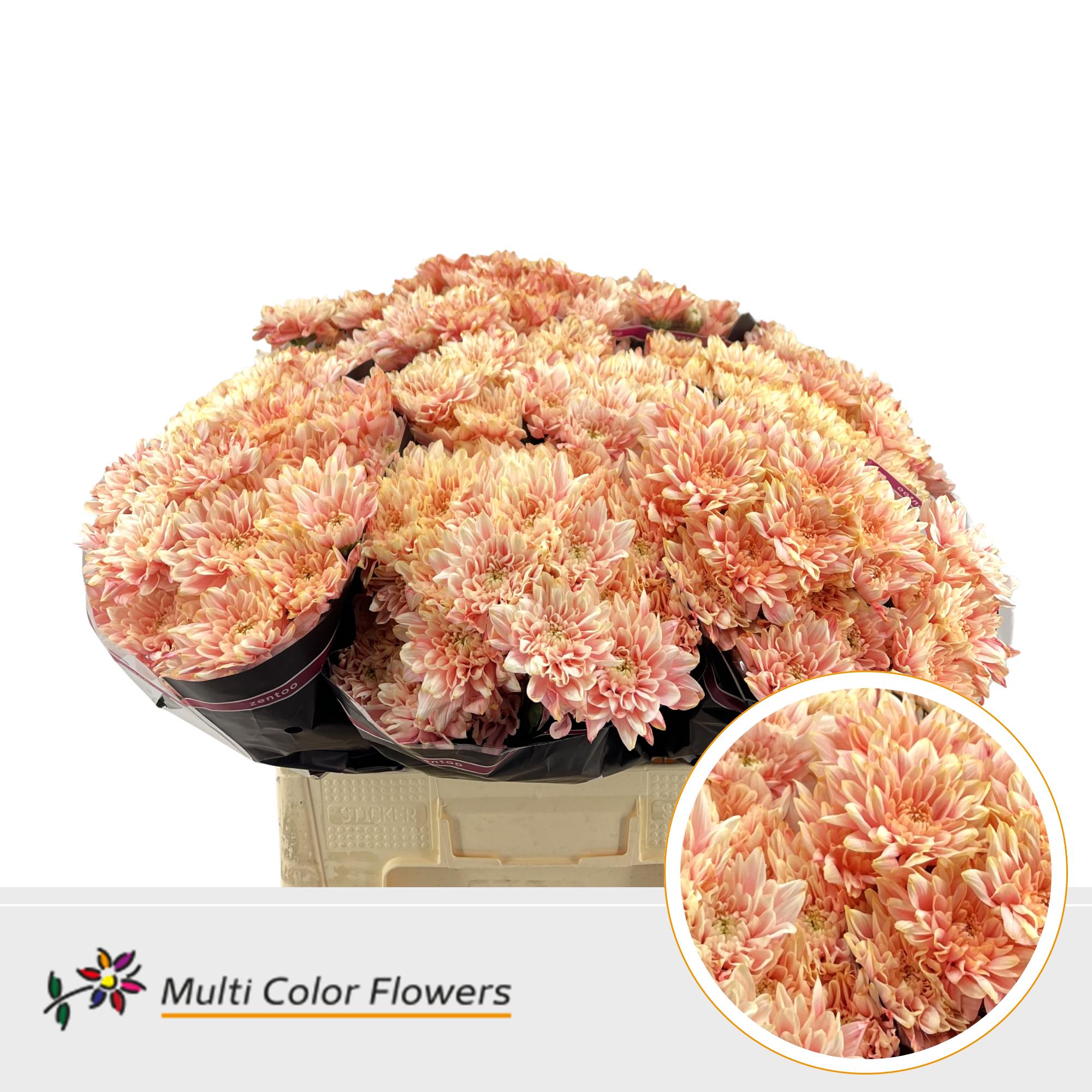 10x Chrysant overig 60cm