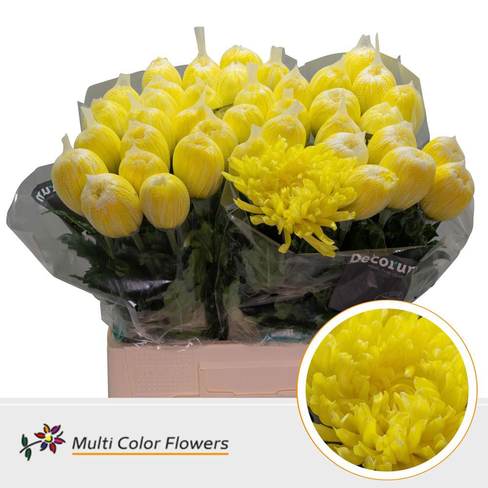 10x Chrysant antonov geel 70cm