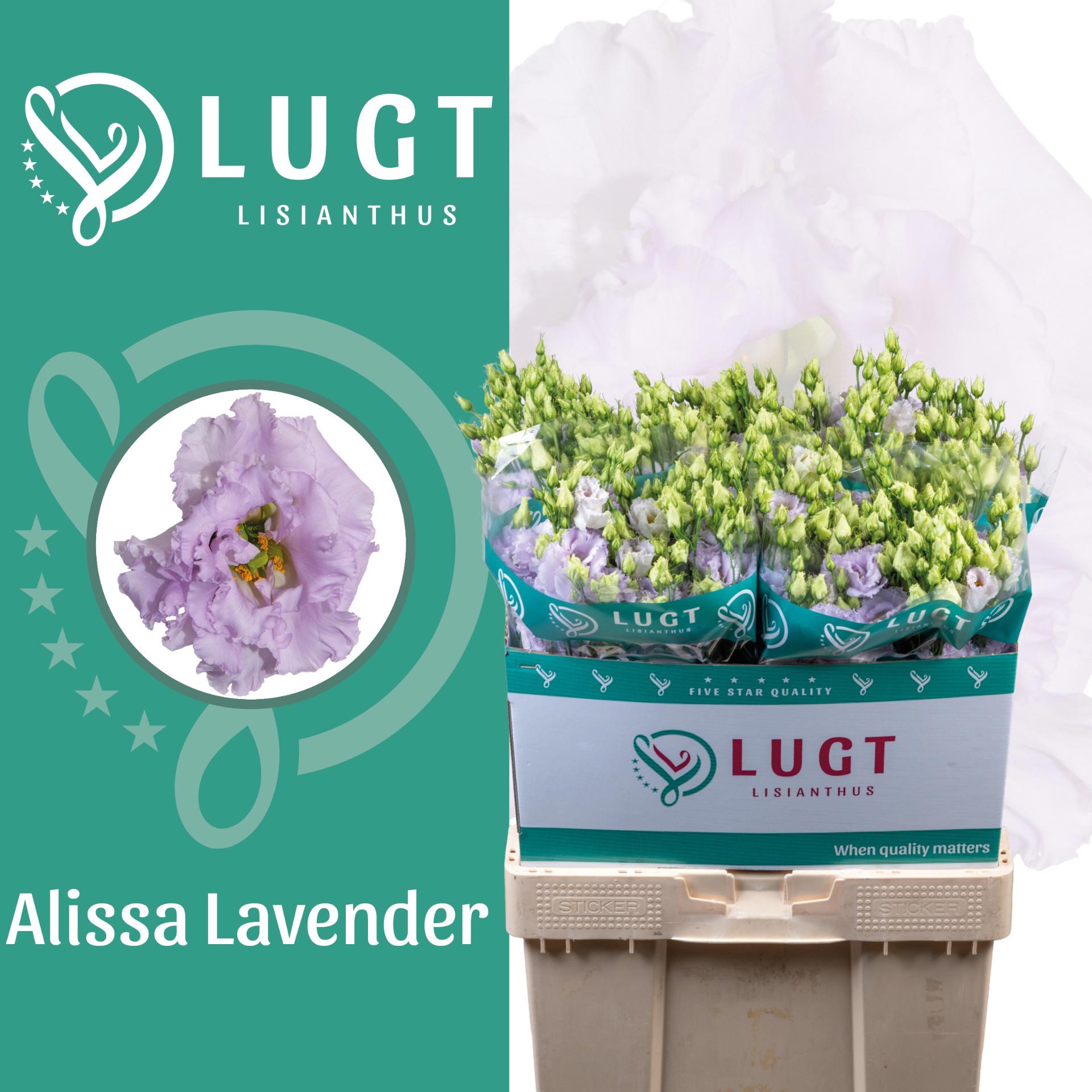 10x Eust.alissa lavender du 70cm