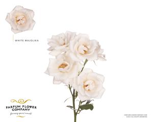 12x Rosa white majolika 50cm