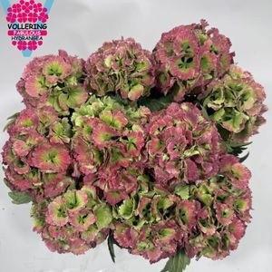 10x Hydr.lolly pop classic 40cm