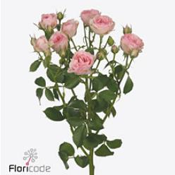 10x Rosa yvette 50cm