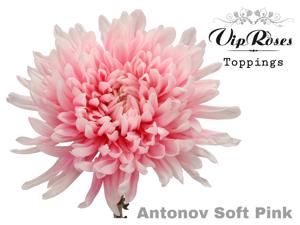 20x Chrysant antonov soft pink 60cm