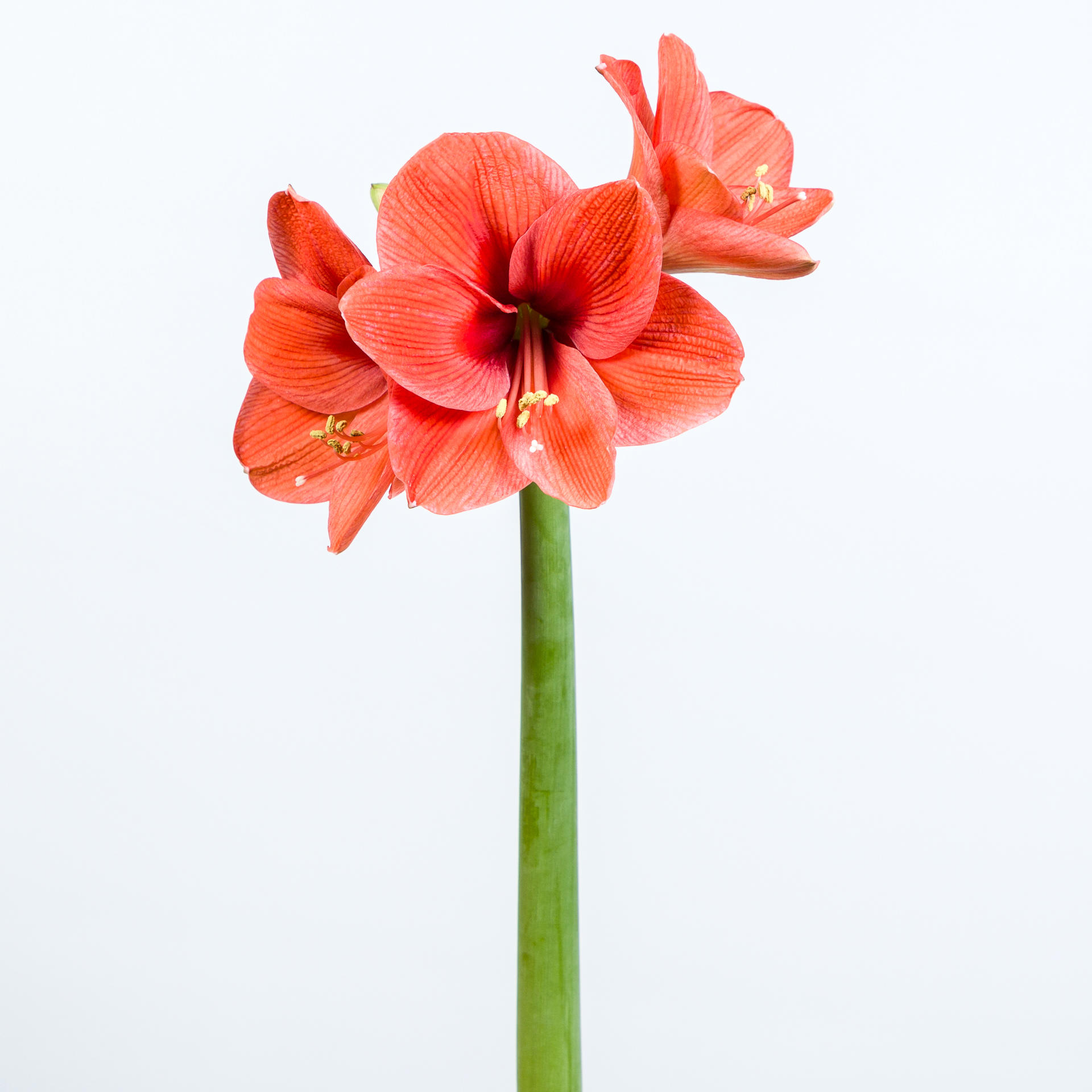 15x Hipp.naranja 70cm