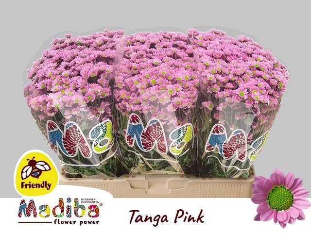 25x Chrysant san.madiba tanga pink 50cm