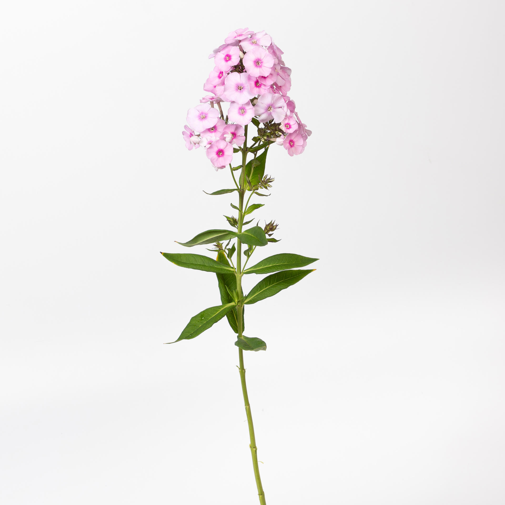 20x Phlox sweet lexy 60cm