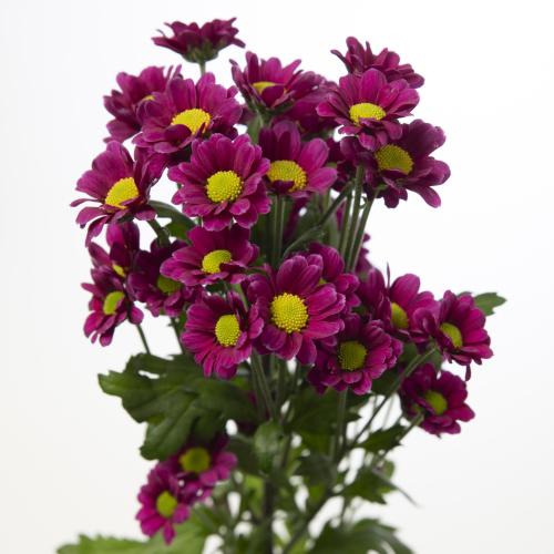 25x Chrysant san.madiba aswad purple 50cm