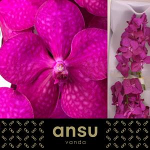 25x Vanda tayanee cerise 10cm