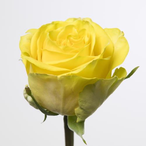 20x Rosa sunchaser 30cm