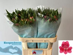 10x Alstroemeria rome 70cm