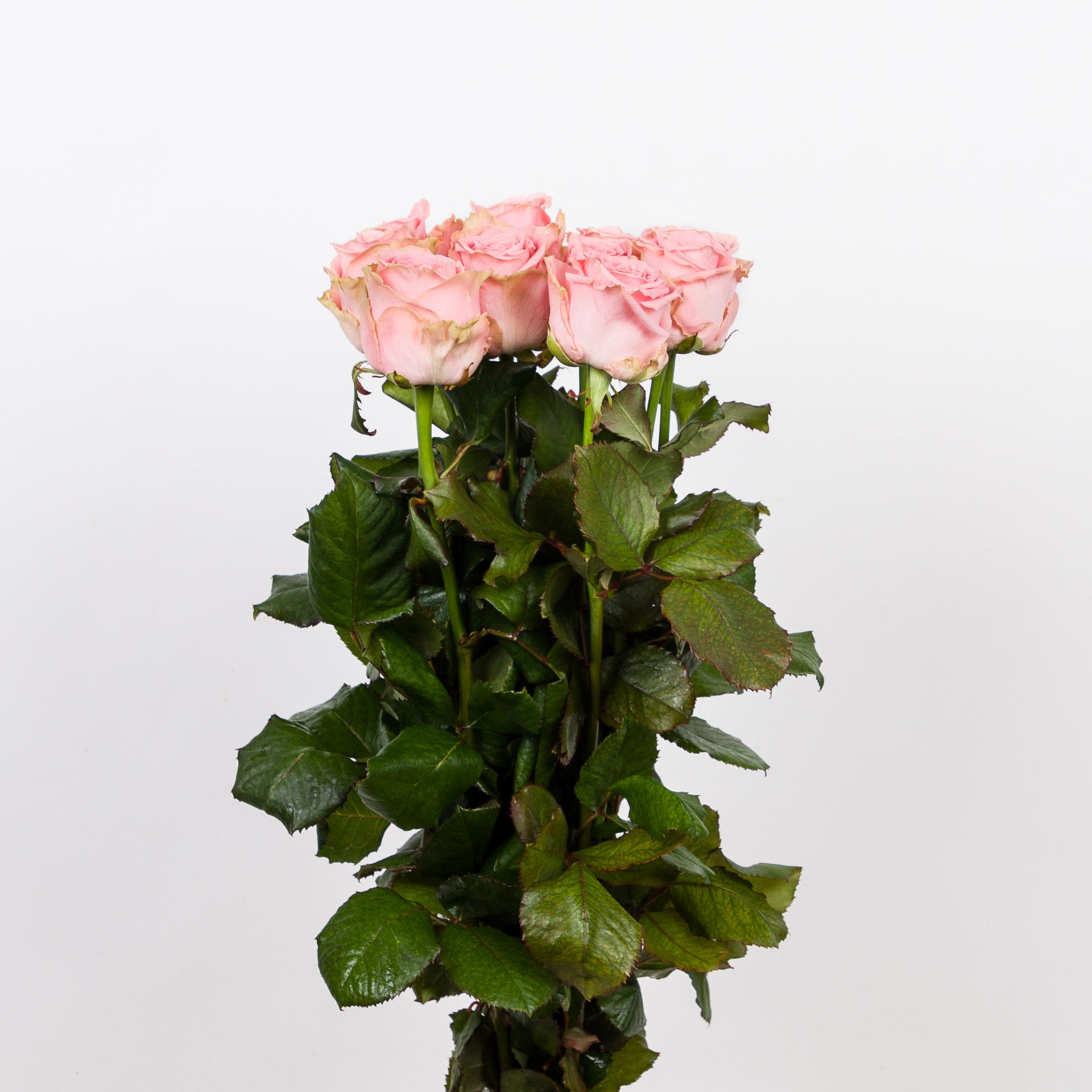 10x Rosa sophia loren 60cm