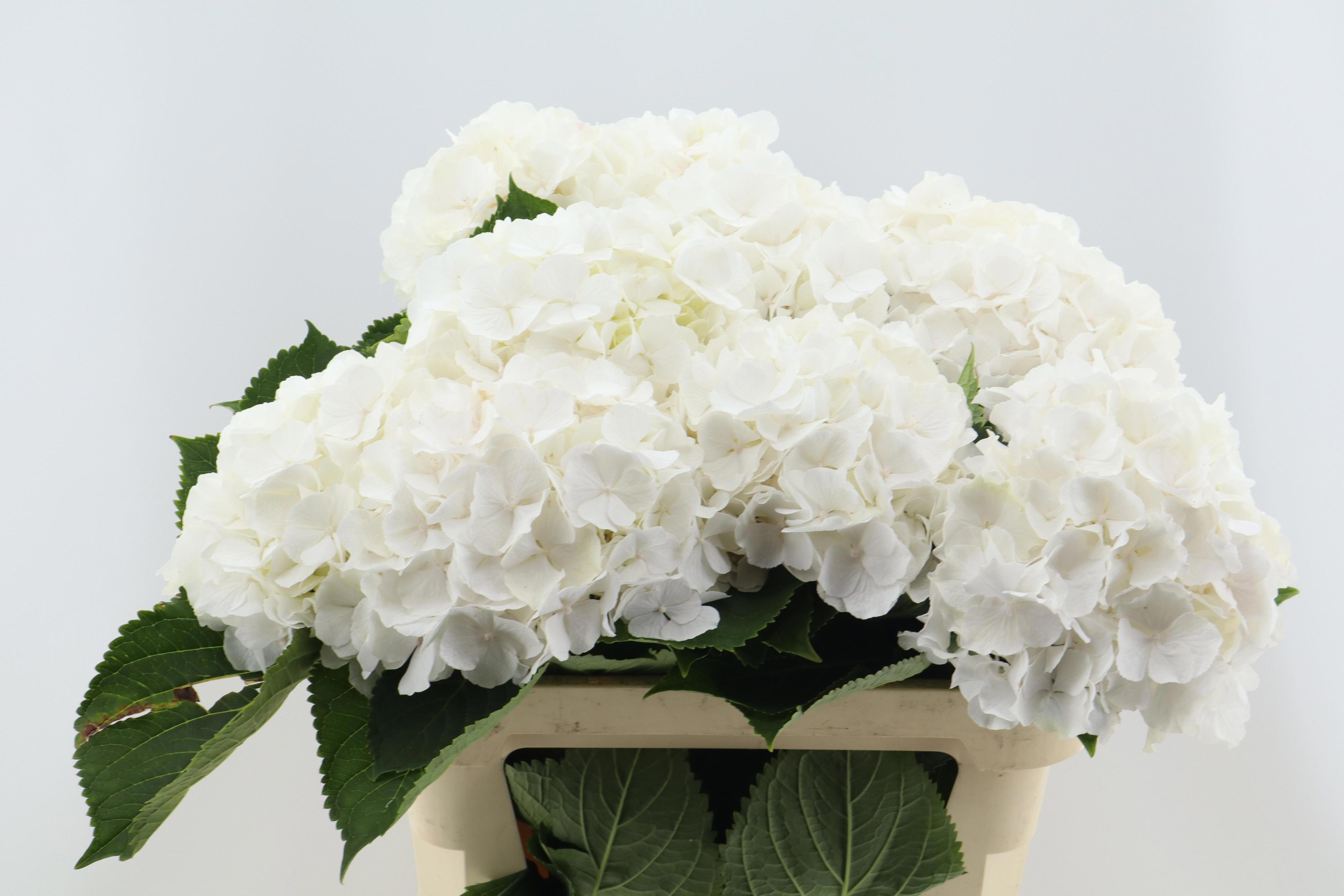 10x Hydr.white verena 80cm
