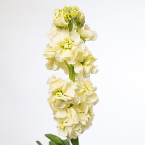 10x Matt.stox yellow 50cm