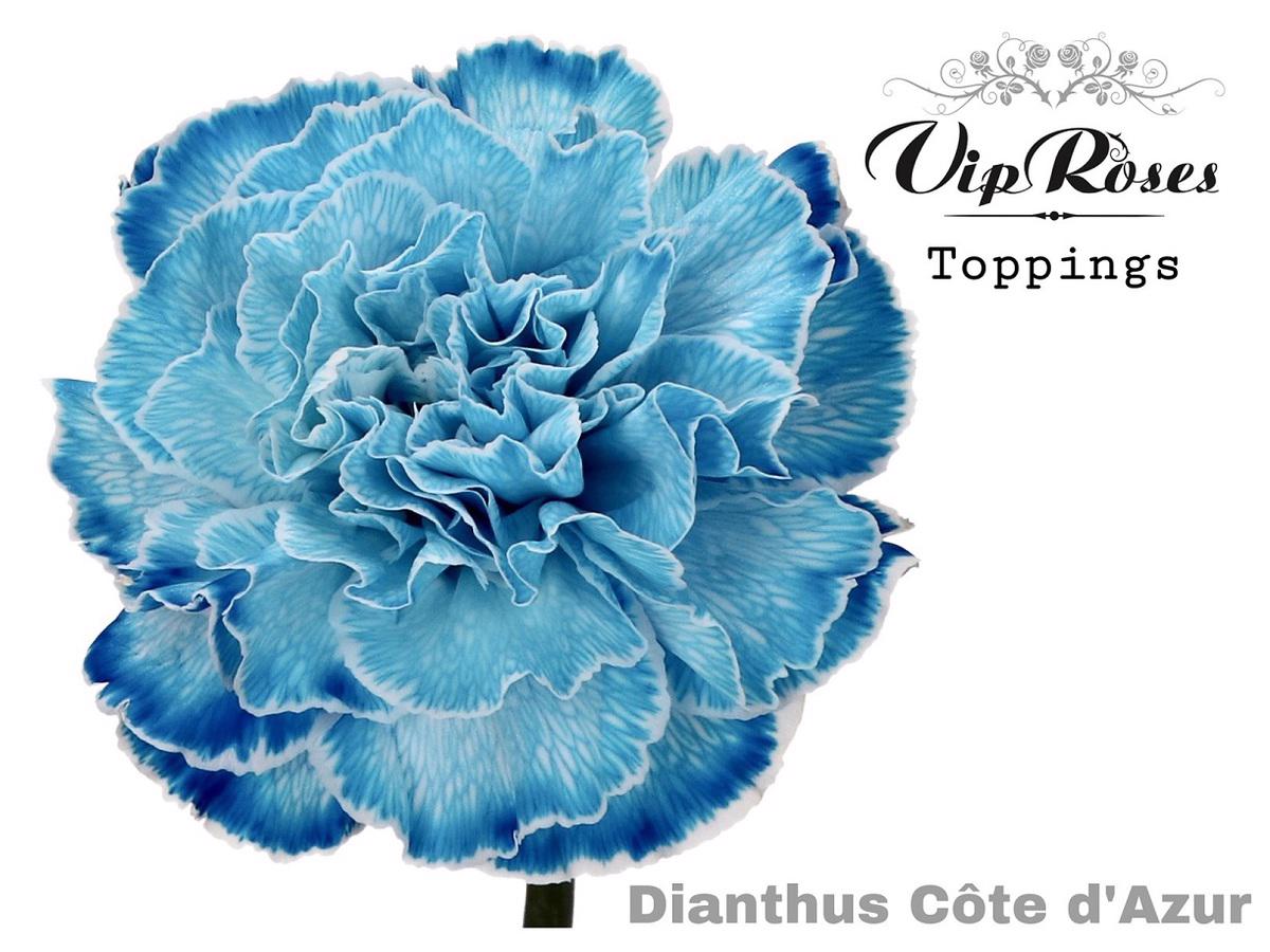 40x Dian.st. cote d'azur 60cm