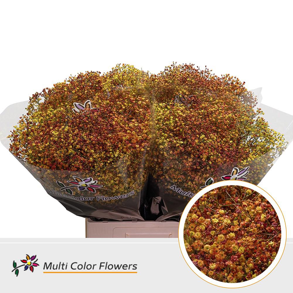 25x Gipskruid m.stars herfst 70cm