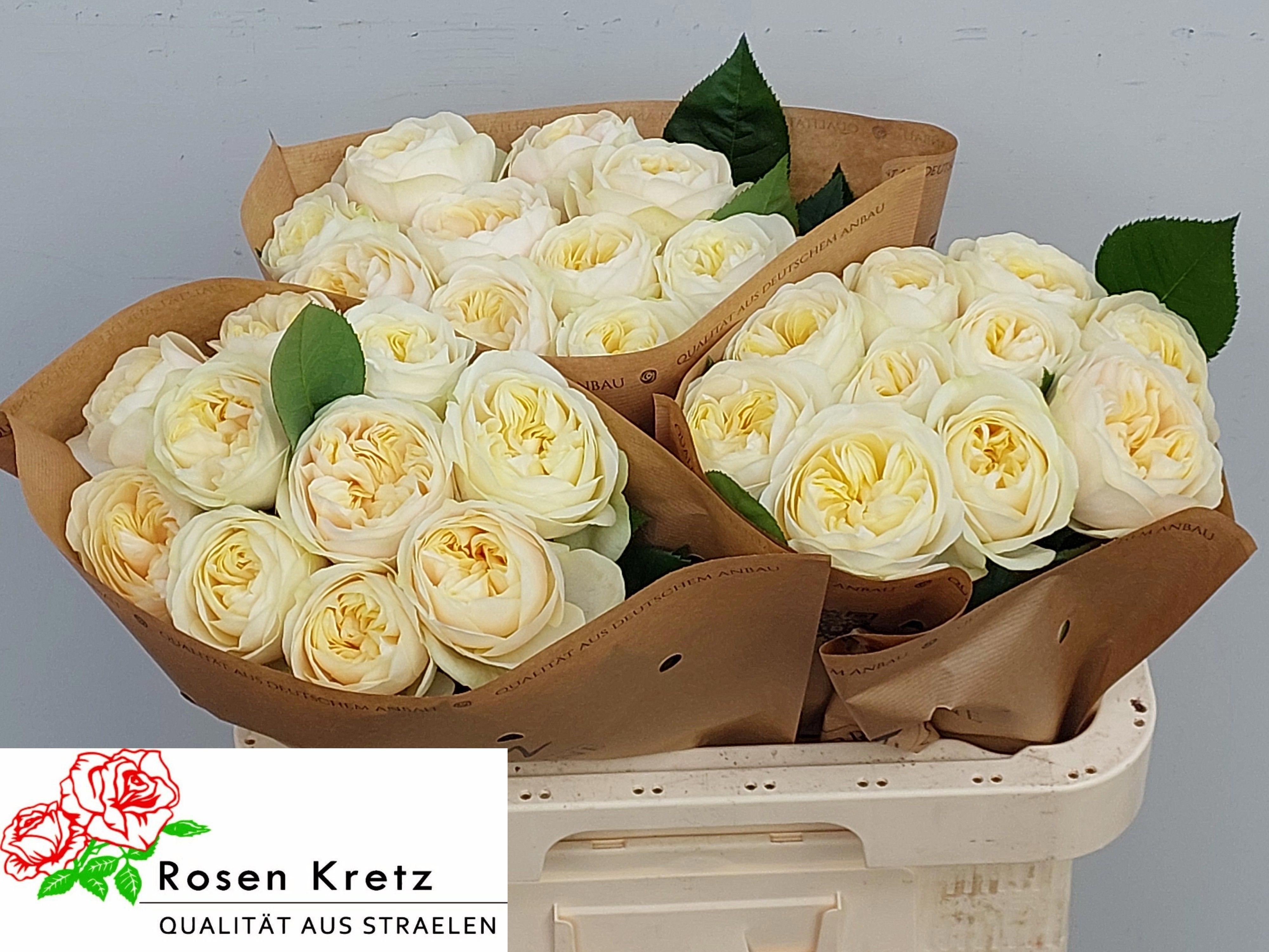 10x Rosa whitechapel 60cm