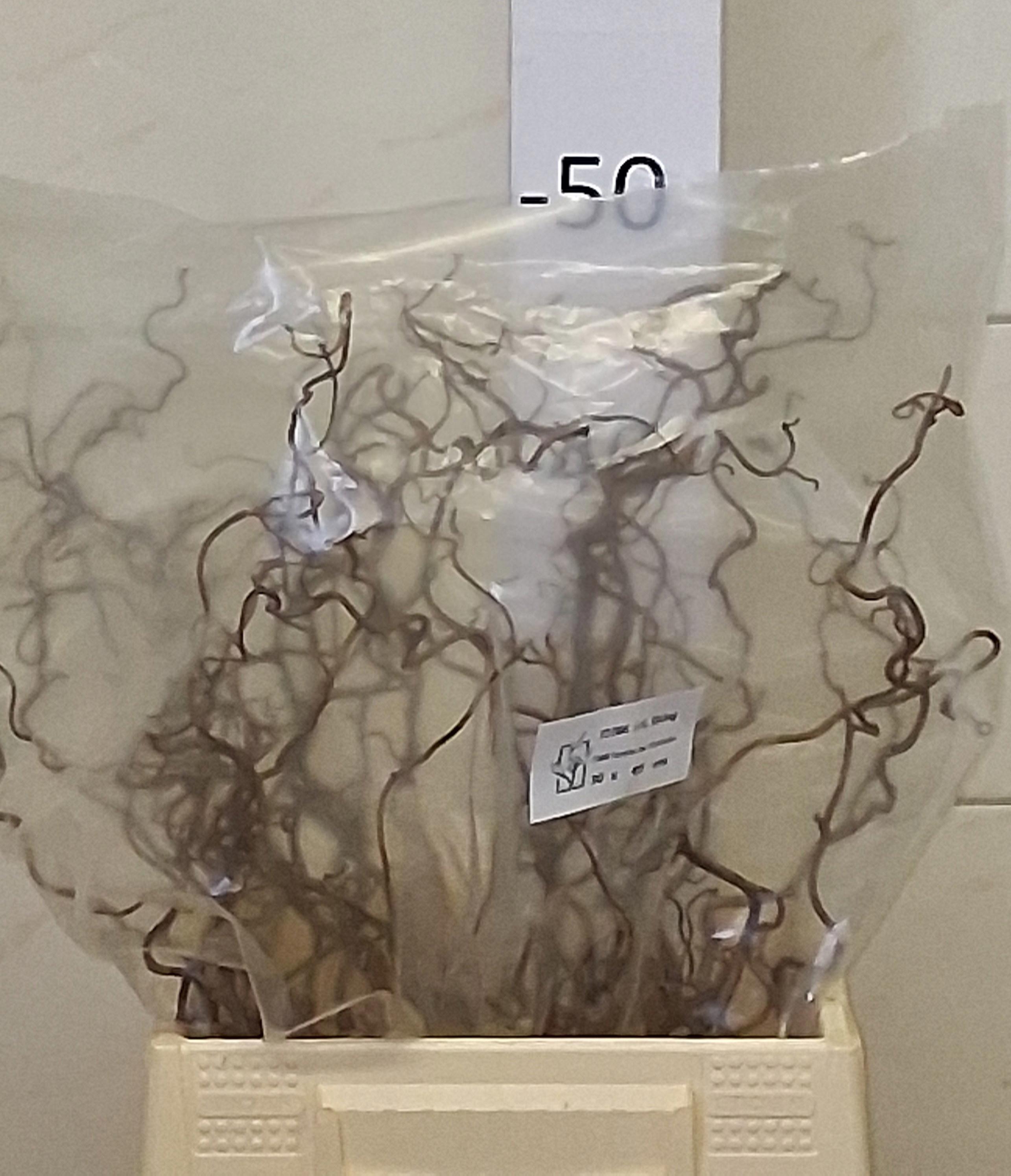 30x Tk corylus 40cm
