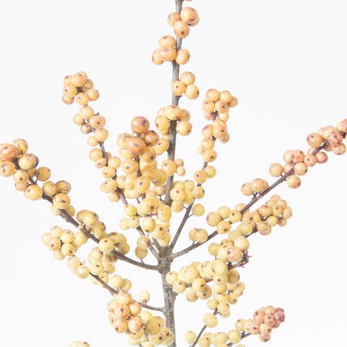 5x Ilex cresgold 60cm