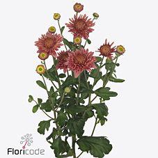 8x Chrysant blenda salmon 50cm