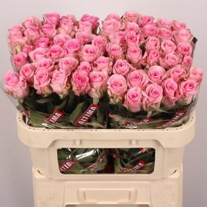 20x Rosa jessika 70cm