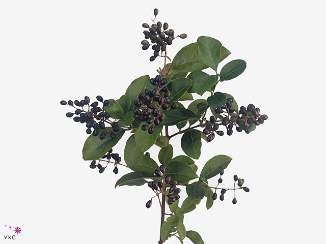 10x Ligustrum winter jewel 80cm