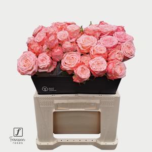10x Rosa first date 40cm