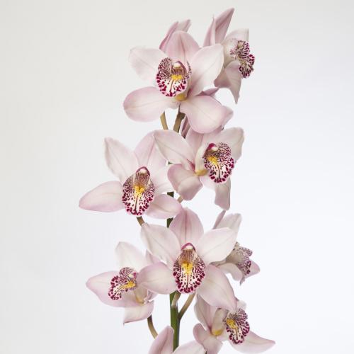 10x Mini cymb.irene 60cm