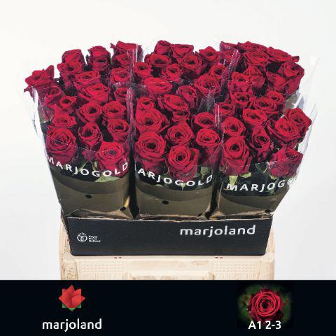 60x Rosa red naomi! 60cm