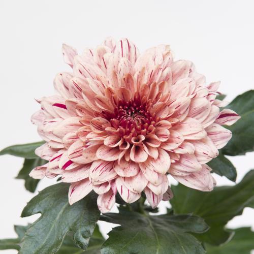 10x Chrysant pip salmon 70cm