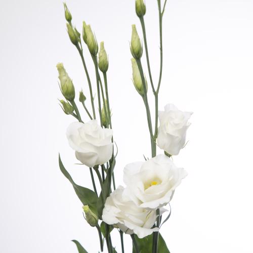 10x Eust.rosita white du 70cm