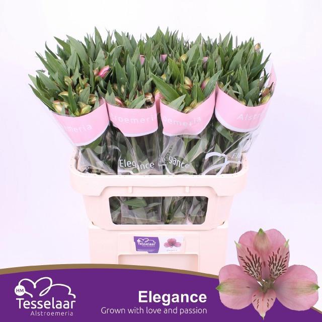 10x Alstroemeria elegance 70cm