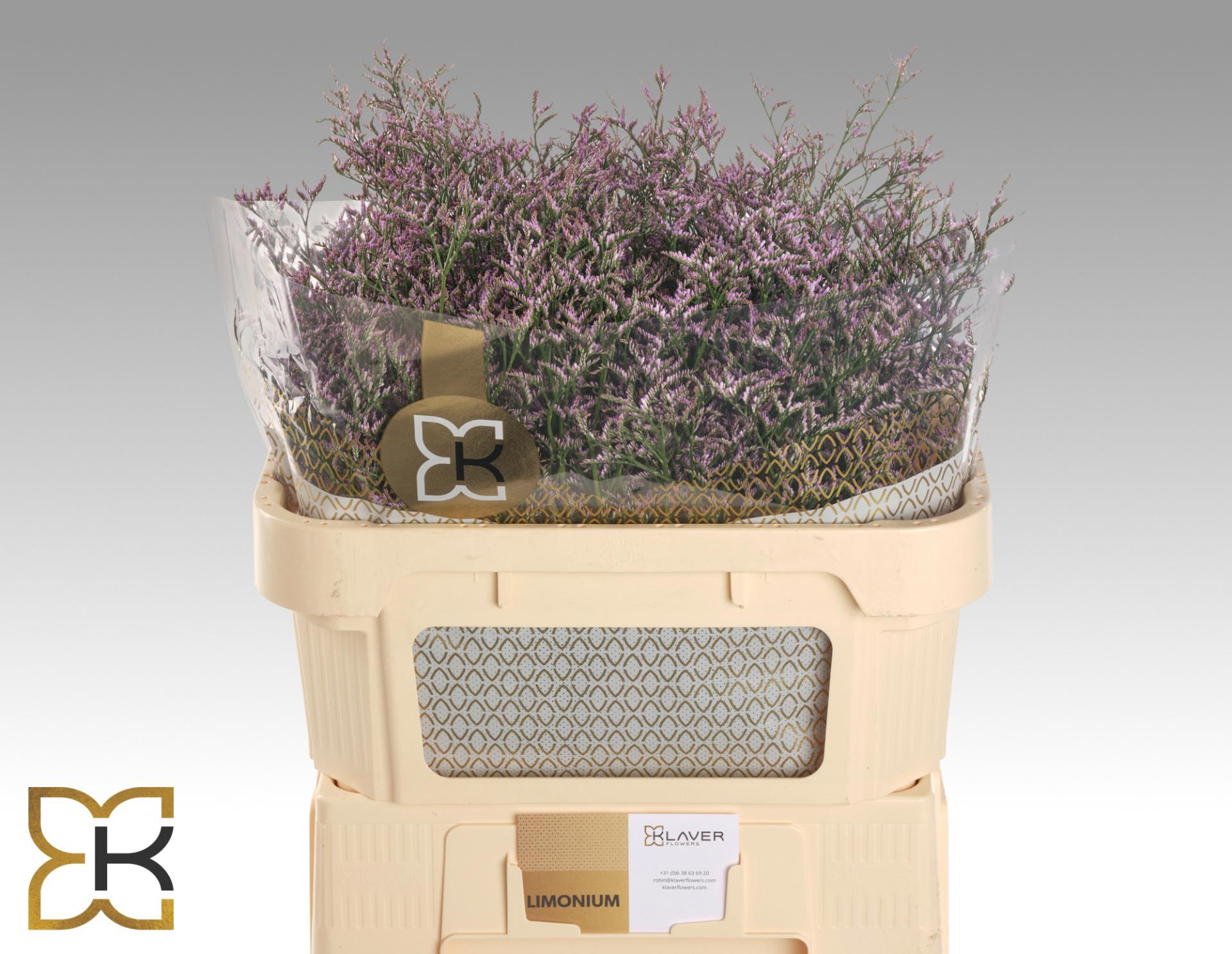 25x Lim.safora lilac 70cm