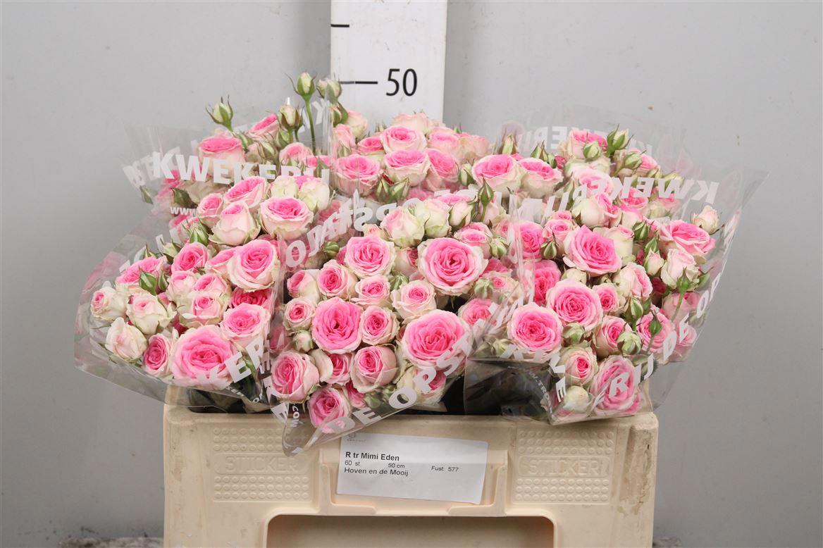 10x Rosa mimi eden 50cm