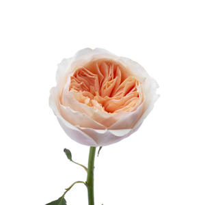 24x Rosa david austin juliet 50cm