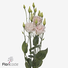 10x Eust.chaconne wedding pink du 70cm