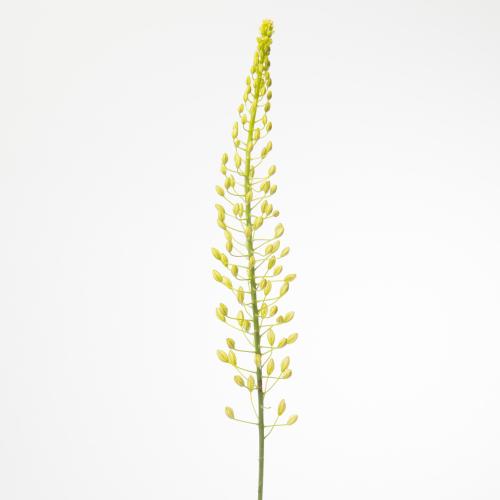10x Eremur.shelford yellow sun 80cm