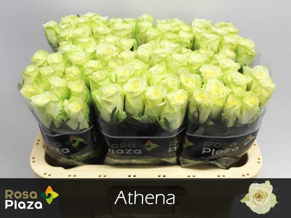 20x Rosa athena 60cm