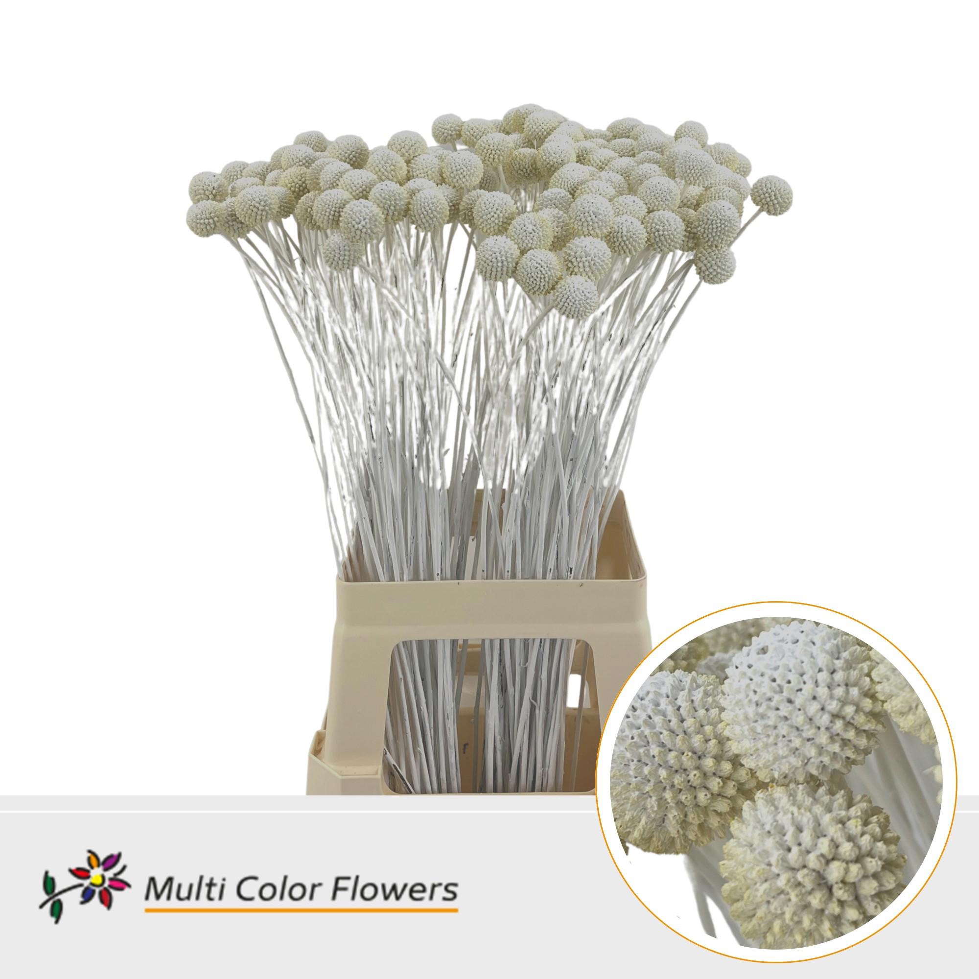 50x Craspedia wit 70cm