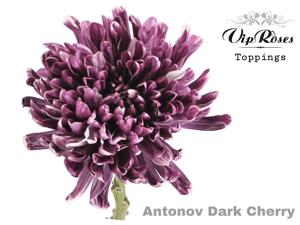 20x Chrysant antonov dark cherry 60cm