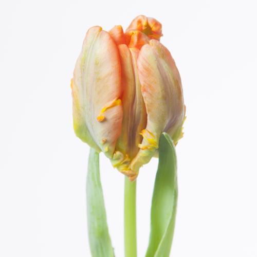 50x Tulipa irene parrot pa 30cm