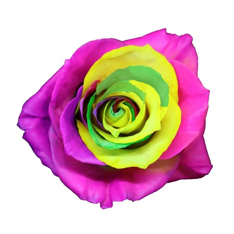 12x Rosa frosting rainbow 60cm