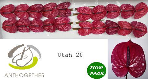 20x Anth.utah