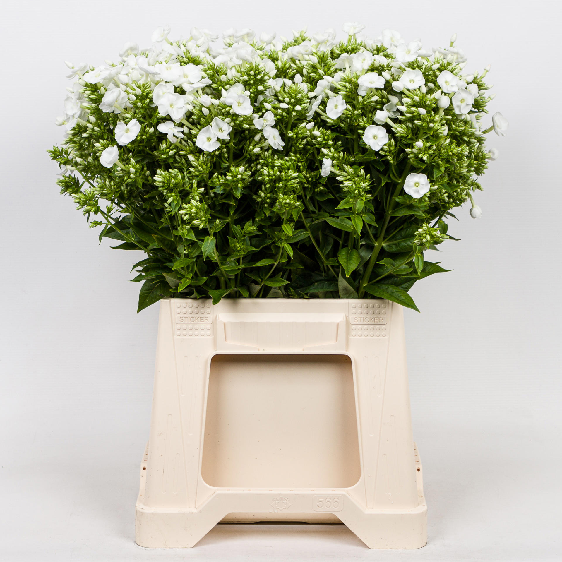 1x Phlox - wit 40cm