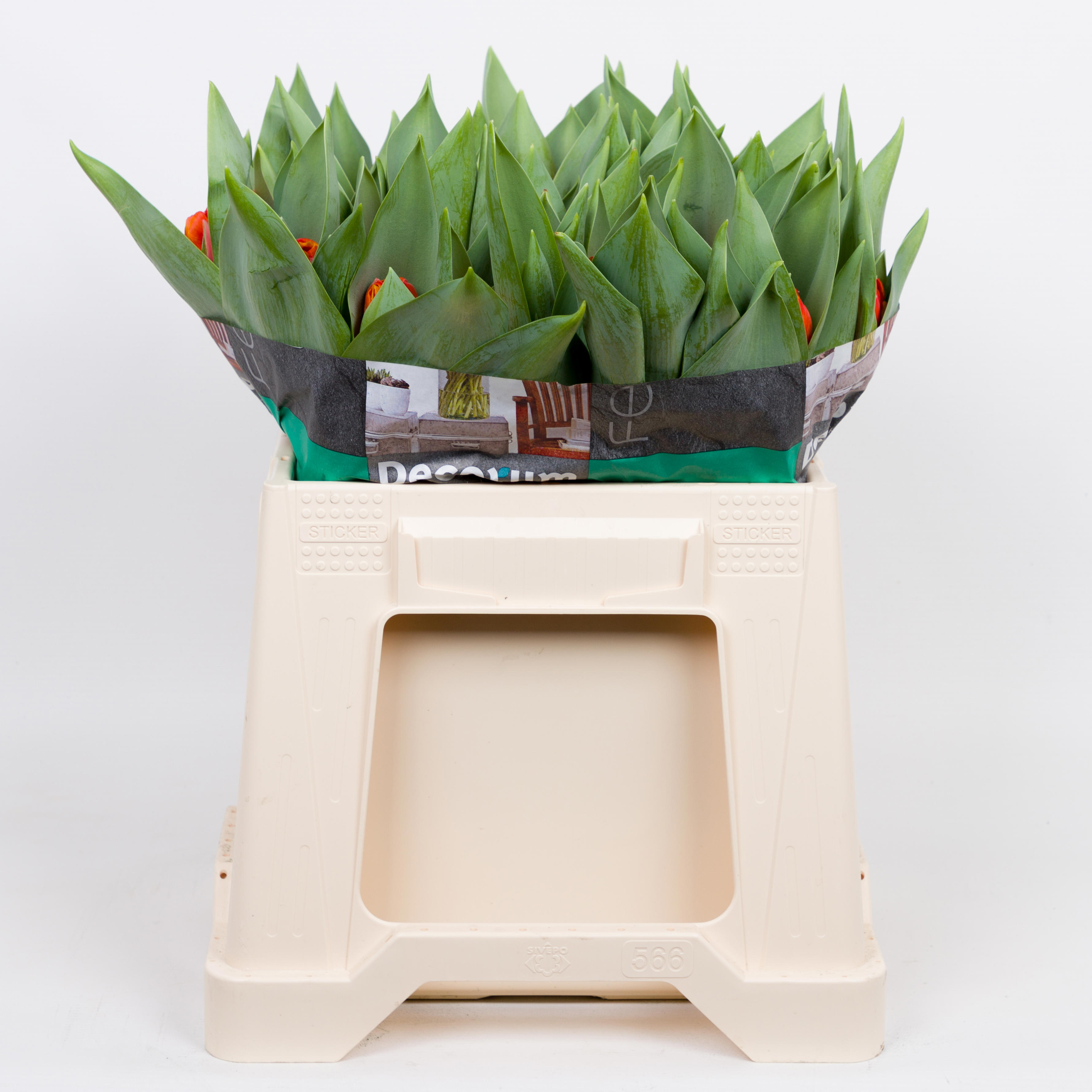 50x Tulipa queensday du 40cm