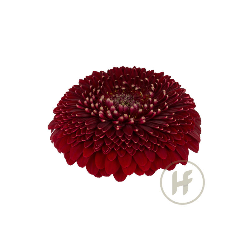 60x Germ.pomponi black pearl 40cm