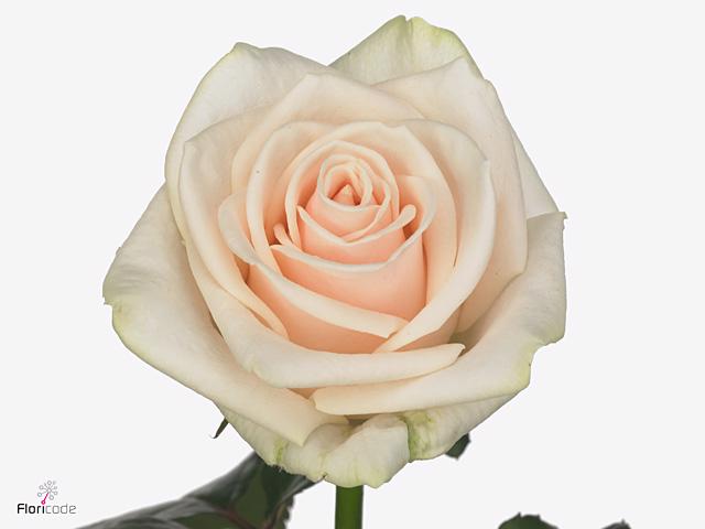 10x Rosa myllena 50cm