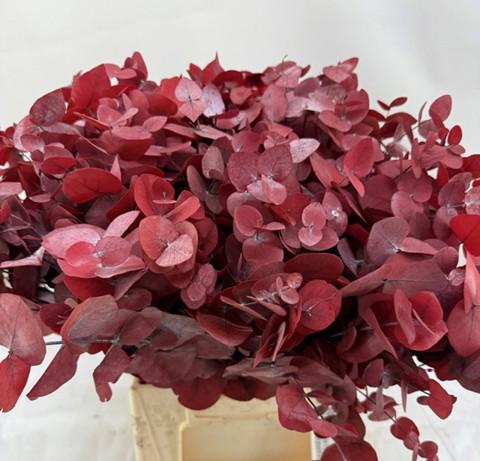 5x Dc eucalyptus cin.rood gestabiliseerd 70cm