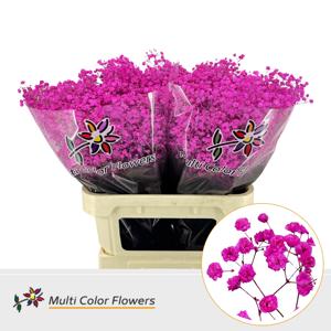 25x Gipskruid xlence hot pink 80cm