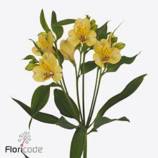 10x Alstroemeria morning star 70cm